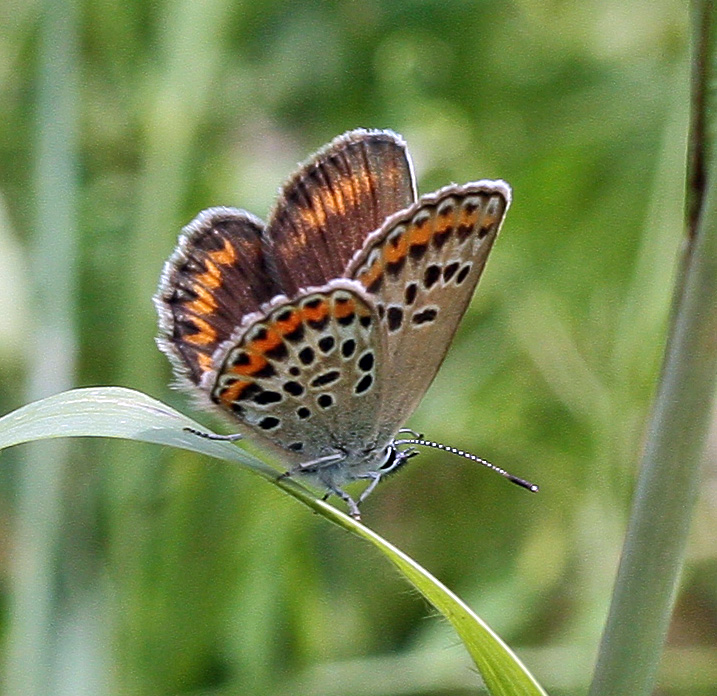 Femmina di plebejus argo?